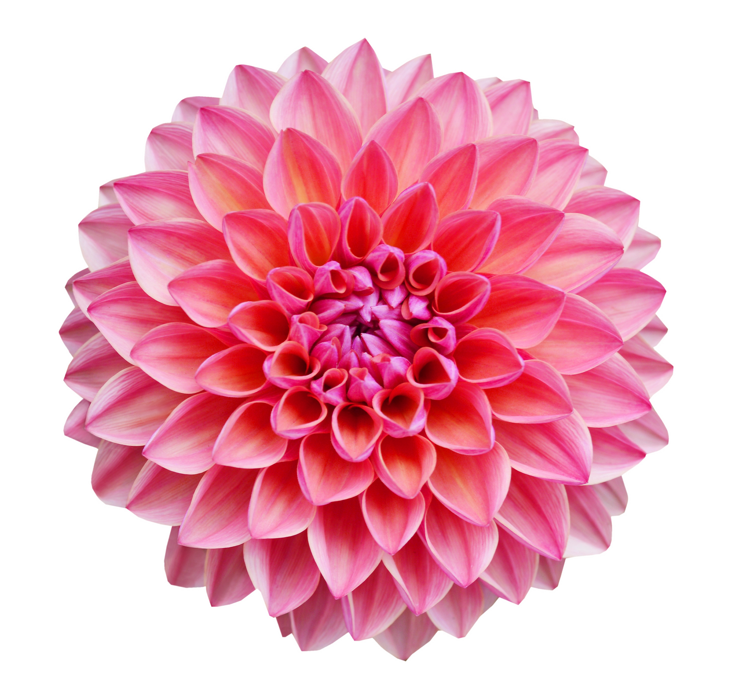 Dahlia Sweet Love Per Stem