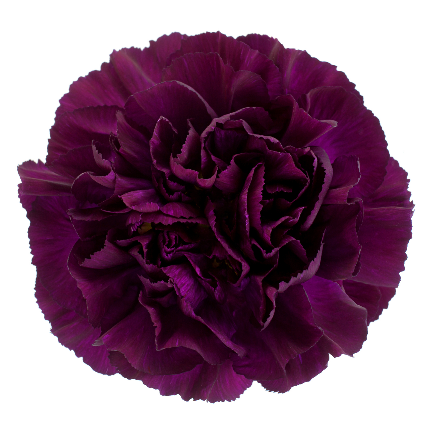 Carnation Dark Purple Per Stem