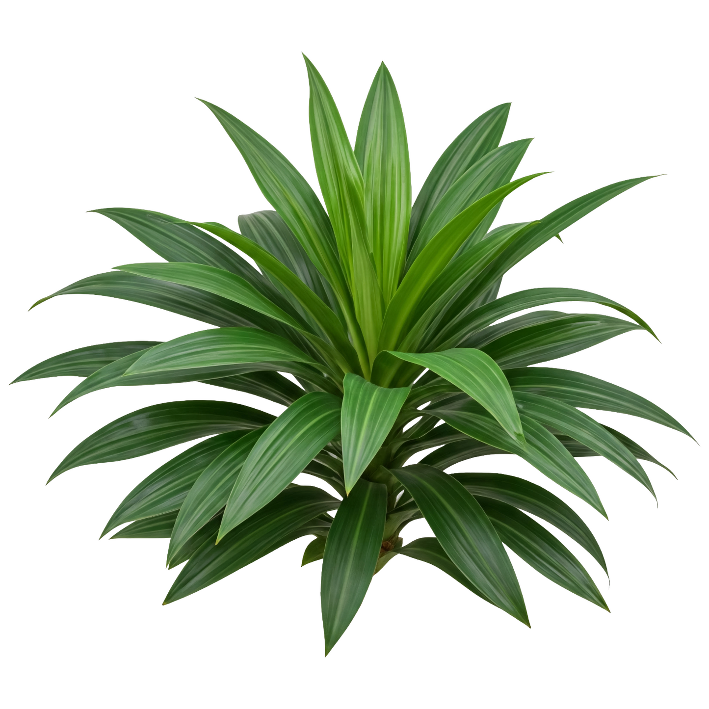 Dracaena Compacta Per Stem