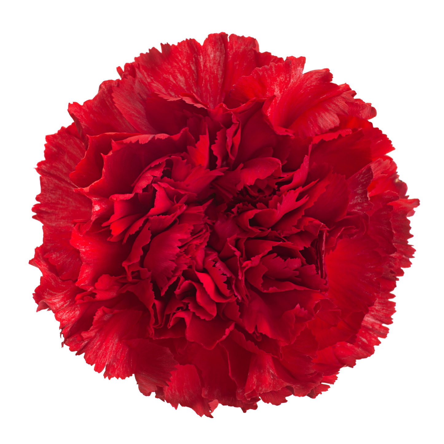 Carnation Red Per Stem
