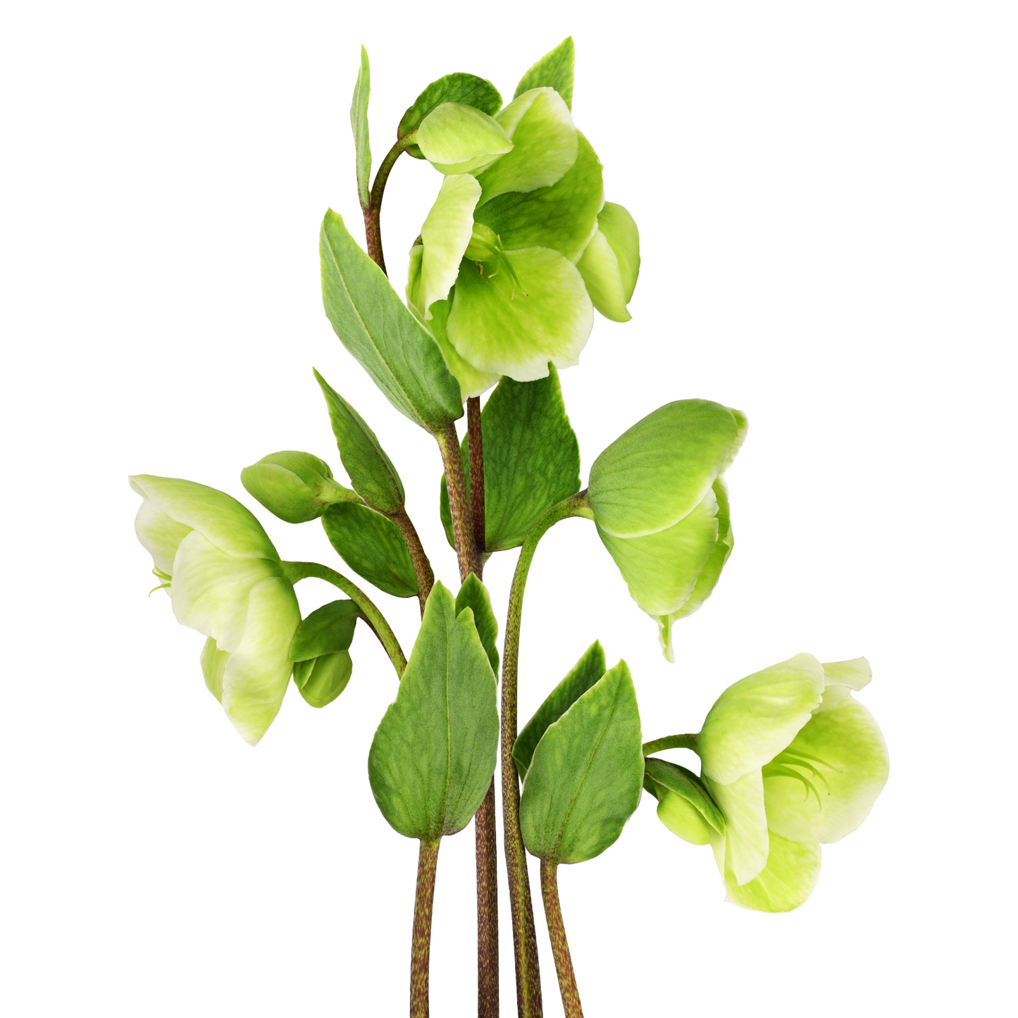 Helleborus Green Per Stem