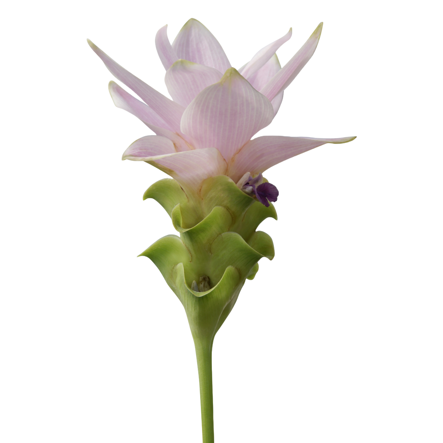 Curcuma Siam Light Pink Per Stem