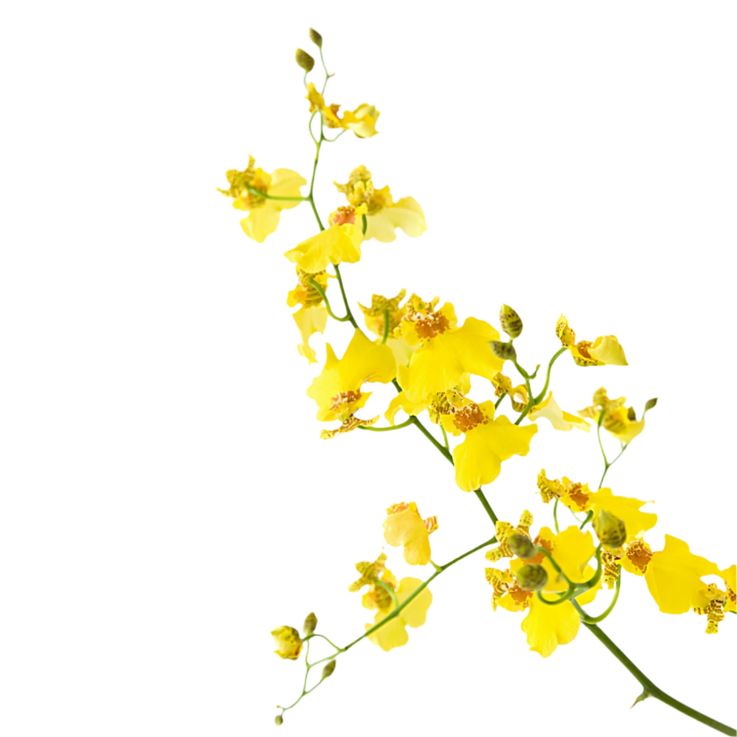 Dancing Lady Oncidium Yellow Per Stem