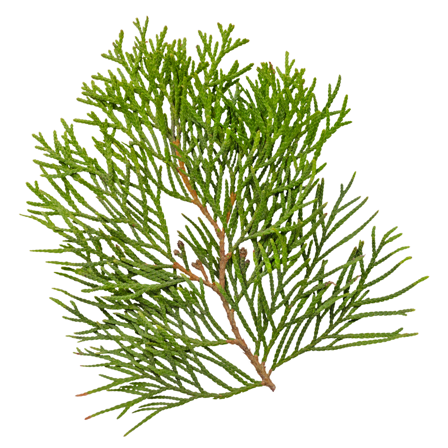 Cedar Leaves/ Conifers Per Stem