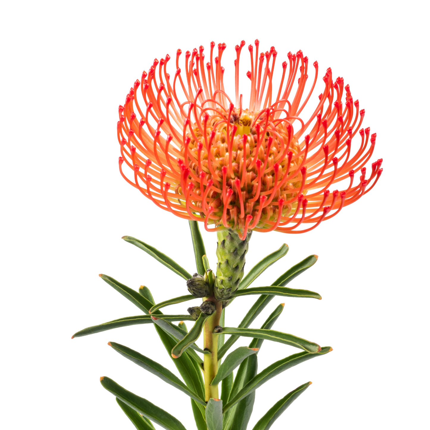 Leucospermum Red Per Stem