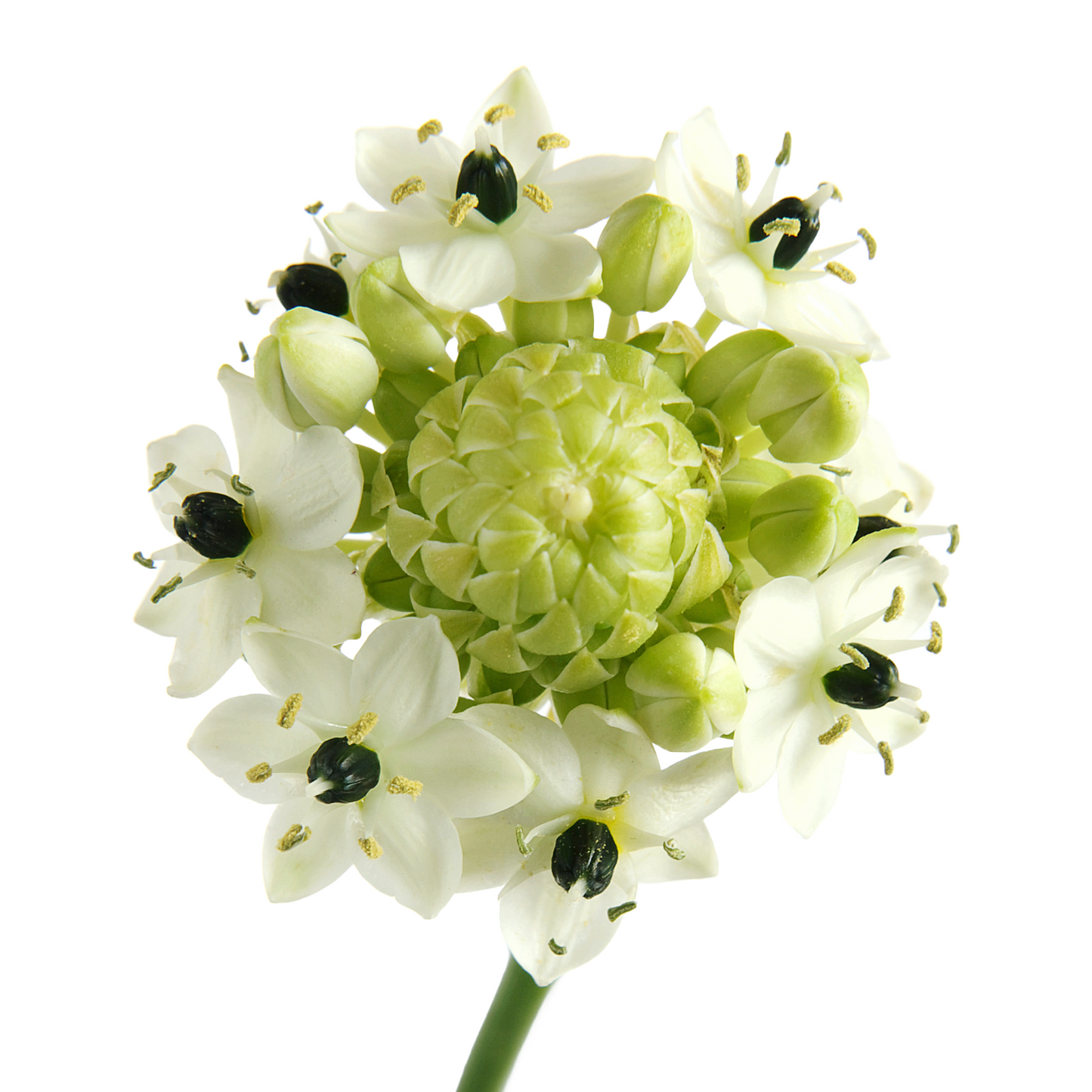 Ornithogalum Arabicum Saundersiae Per Stem