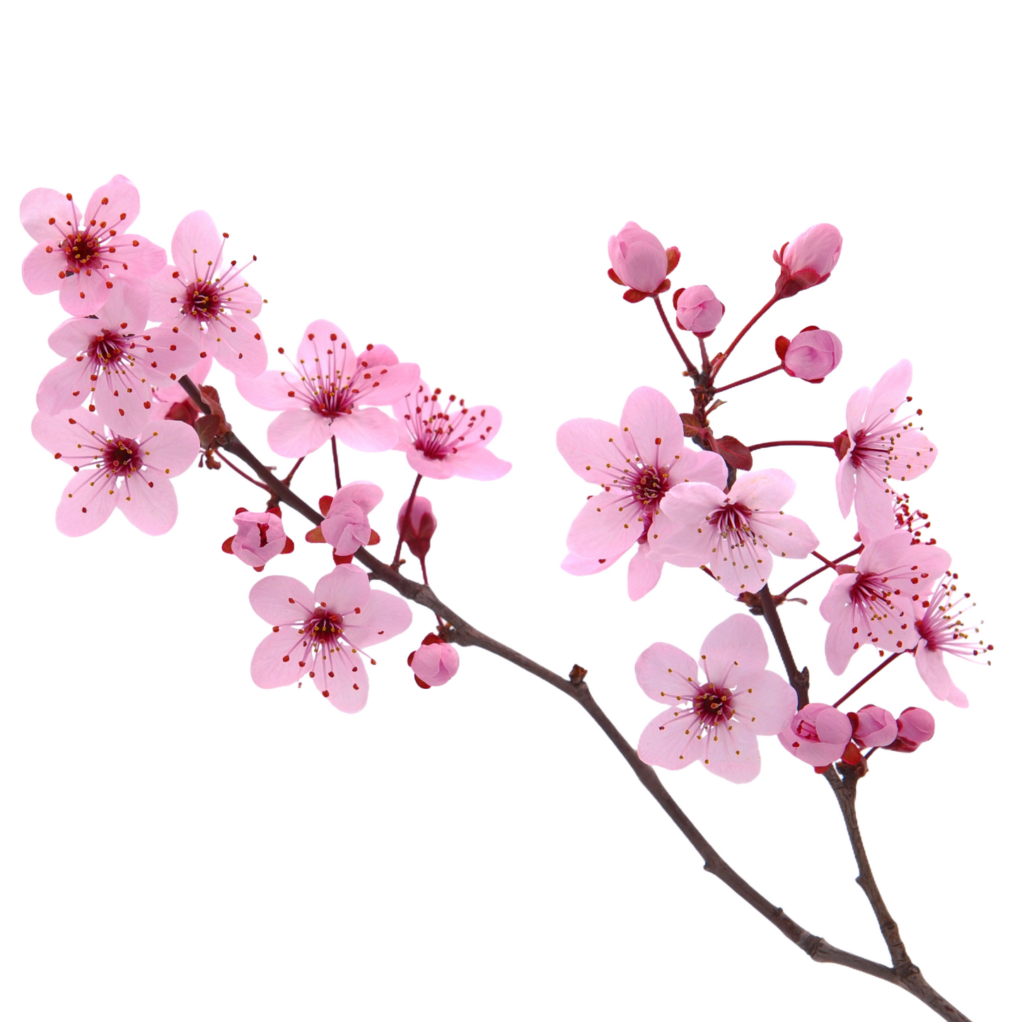 Cherry Blossom per stem