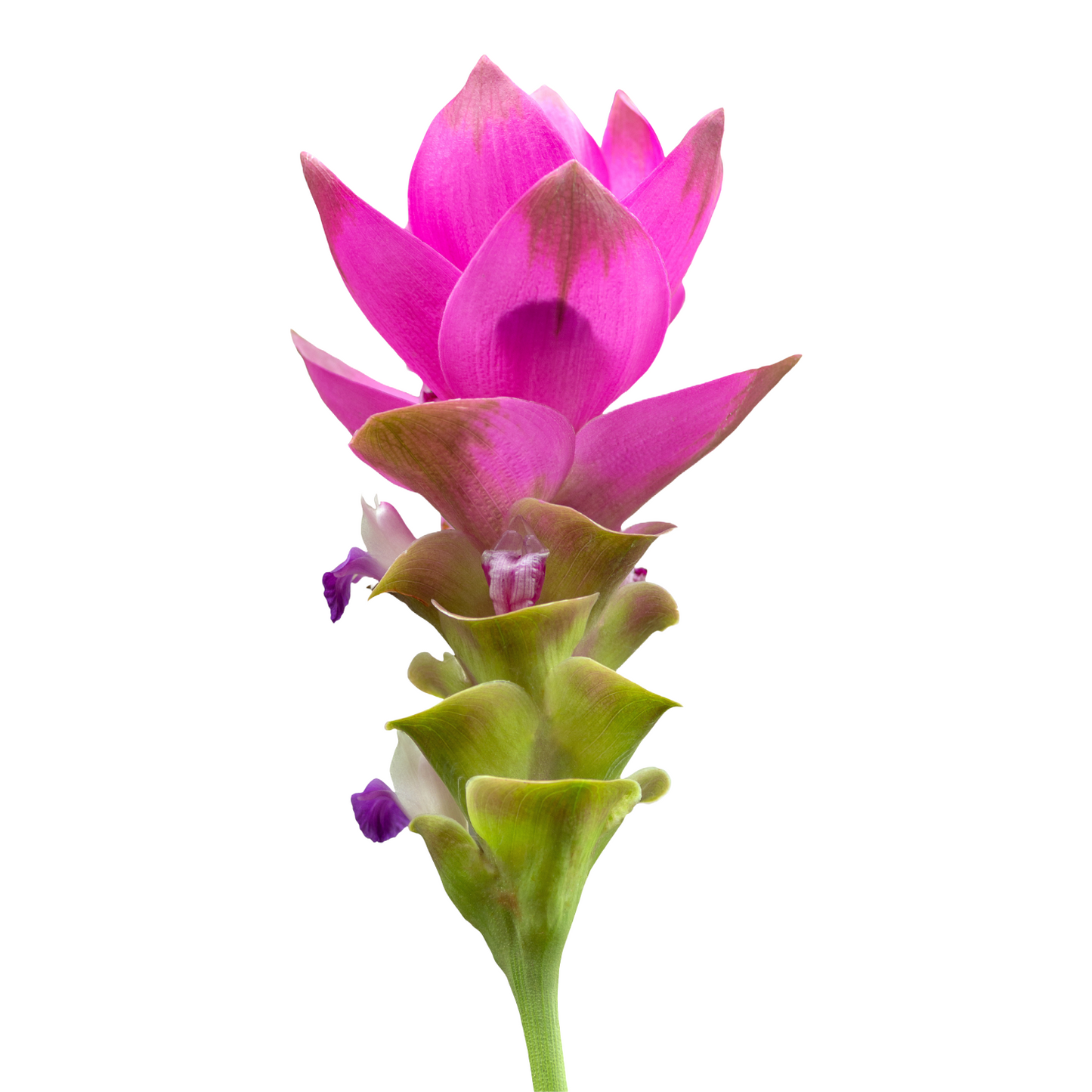 Curcuma Siam Pink Per Stem