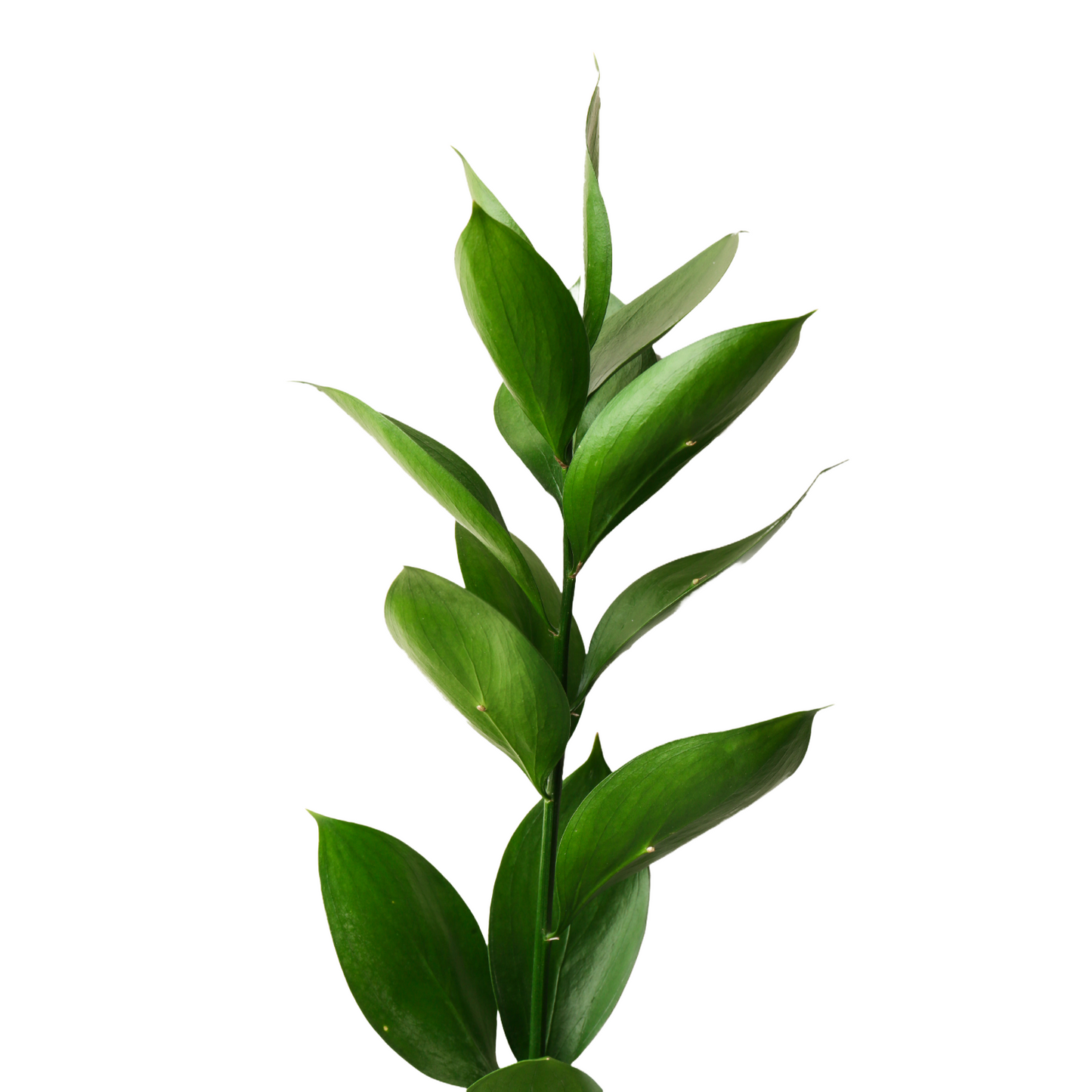 Ruscus Per Stem
