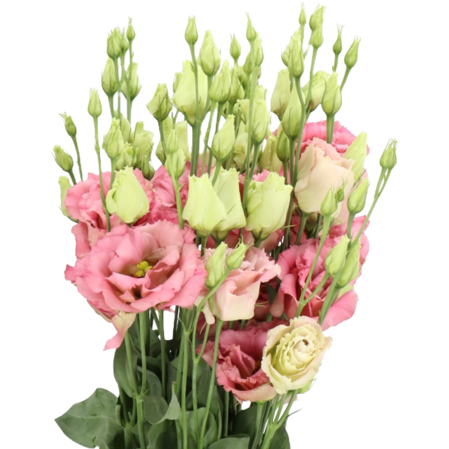 Lisianthus Double Antica Per Stem