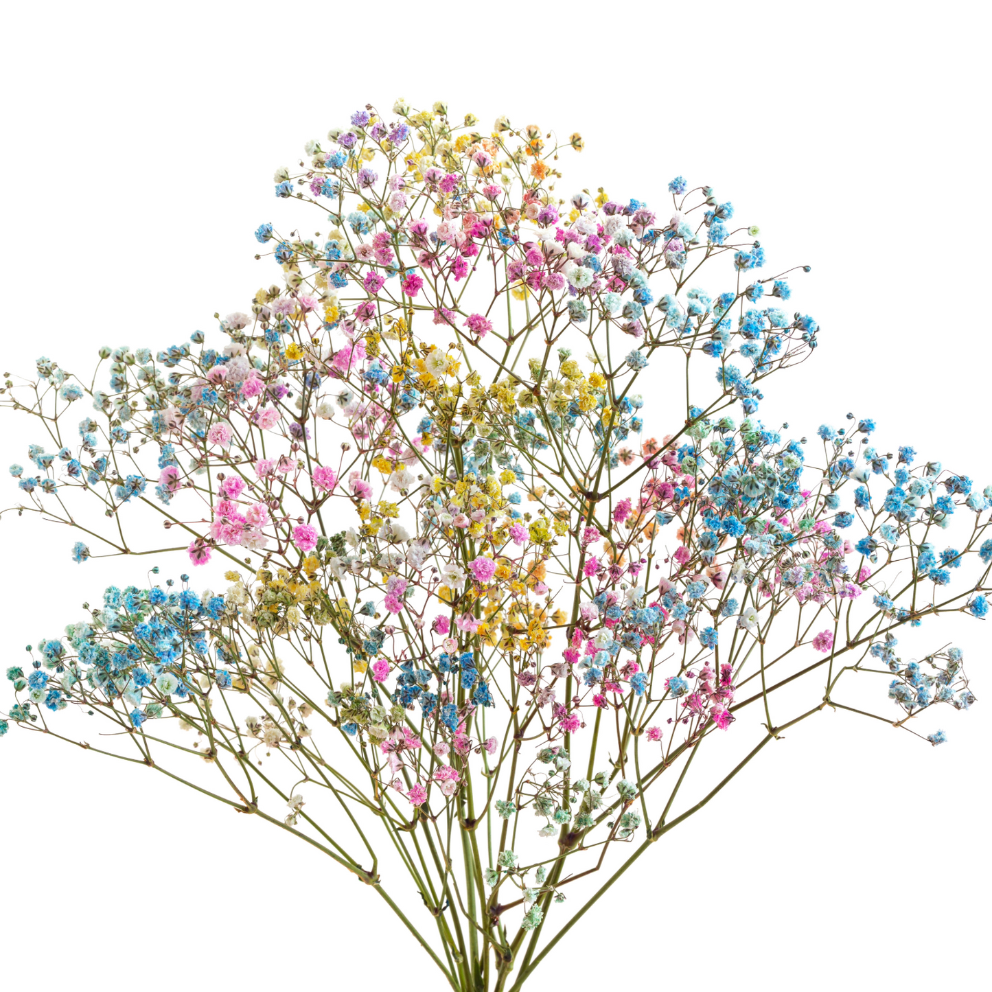 Gypsophila Rainbow Per Stem