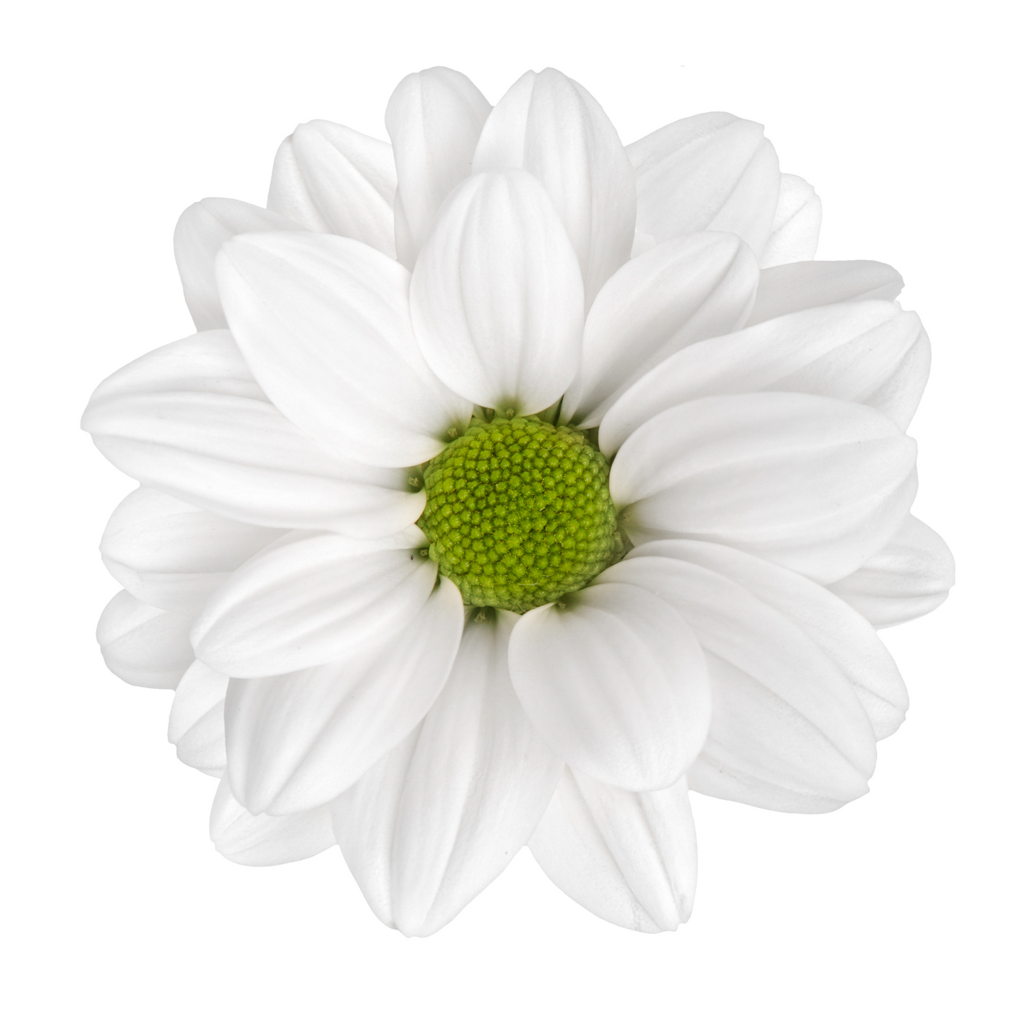 Chrysanthemum Daisy White Per Stem