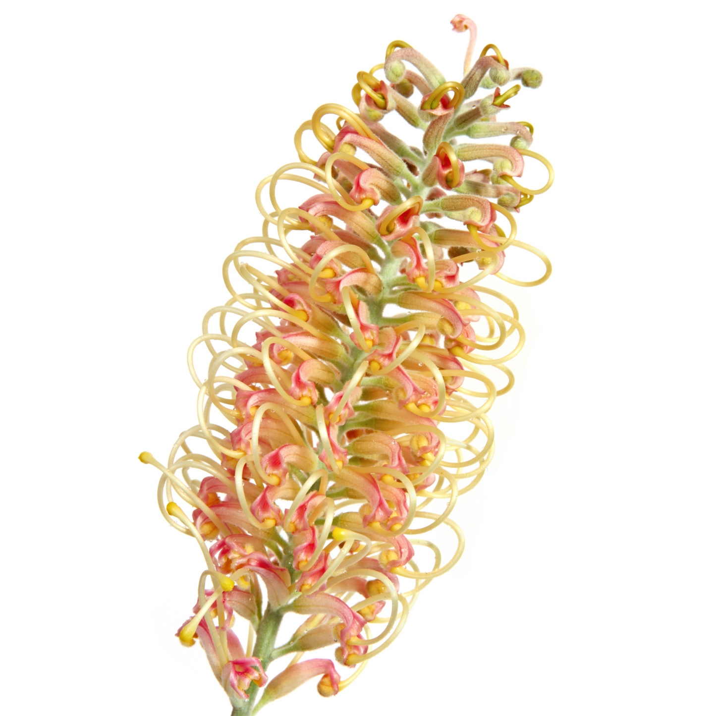 Grevillea Spiderman Per Stem