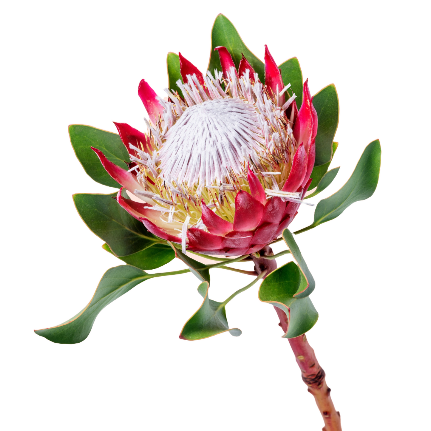 King Protea Cynaroides Per Stem