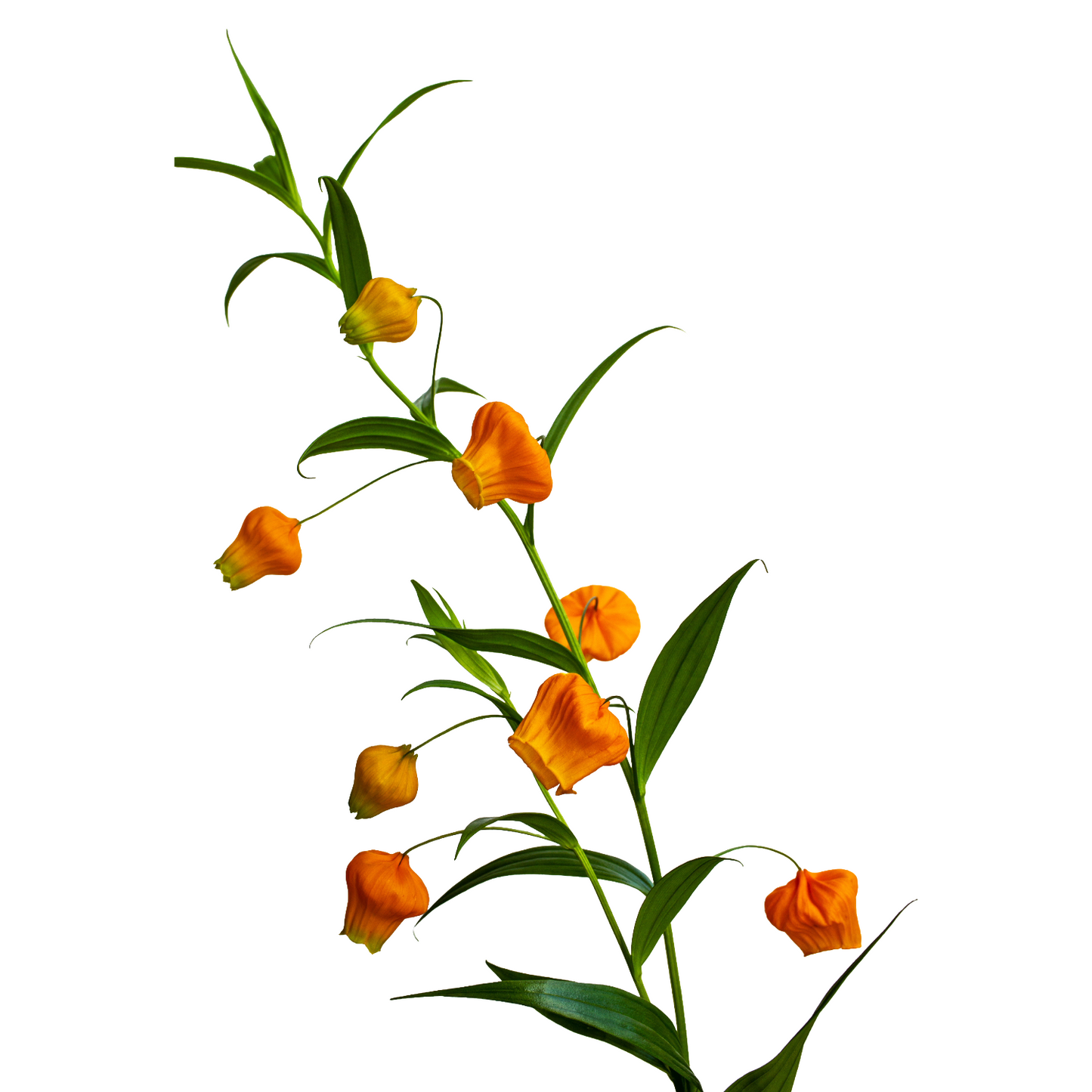 Sandersonia Aurantiaca Per Stem