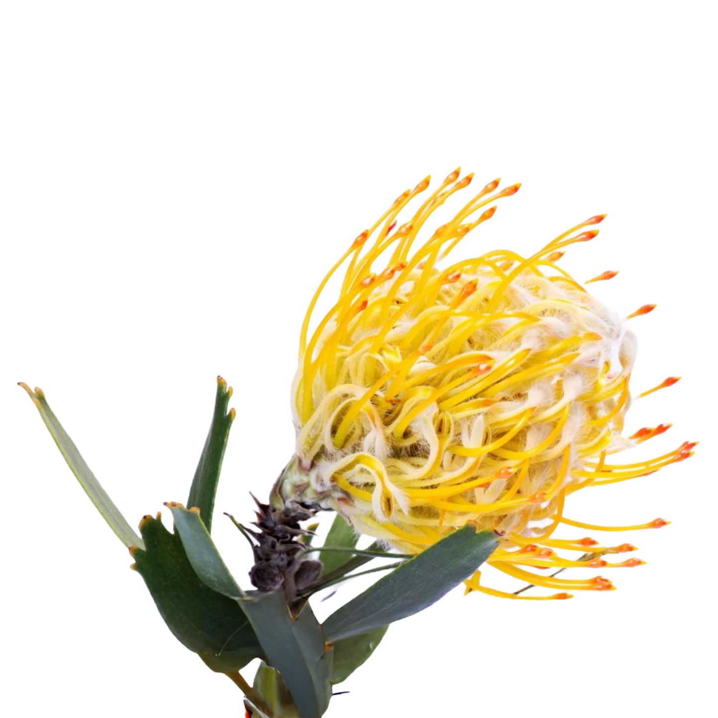 Leucospermum Yellow Per Stem