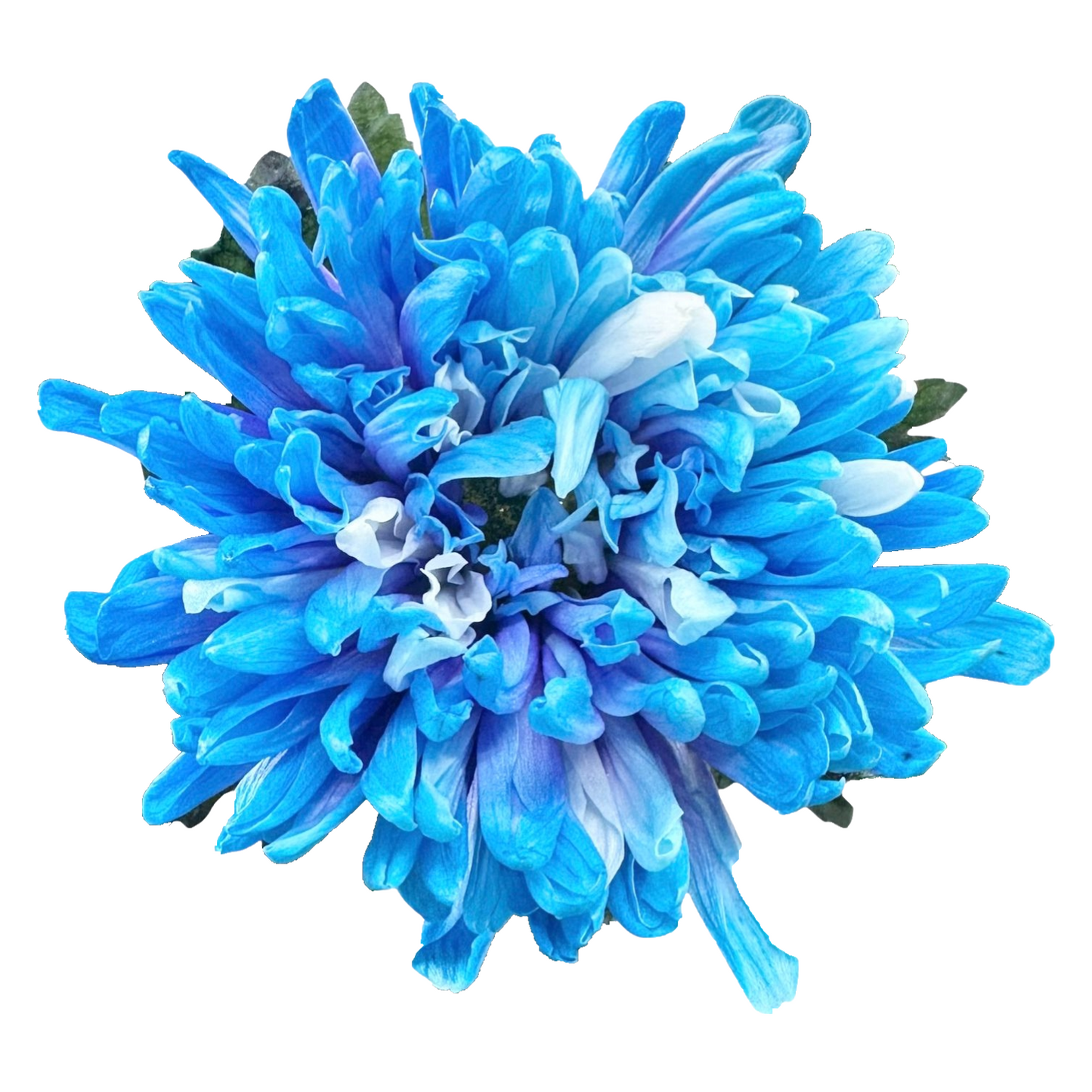 Chrysanthemum Single Painted Antonov Blue Lagoon Per Stem