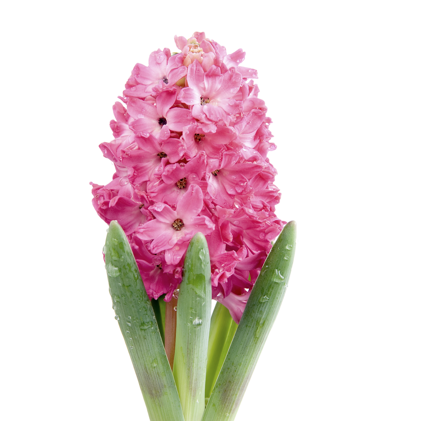 Hyacinthus Pink Per Stem