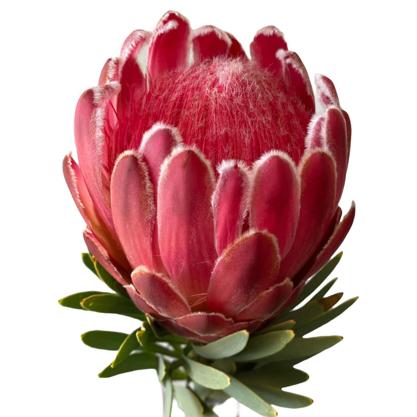 Protea per stem