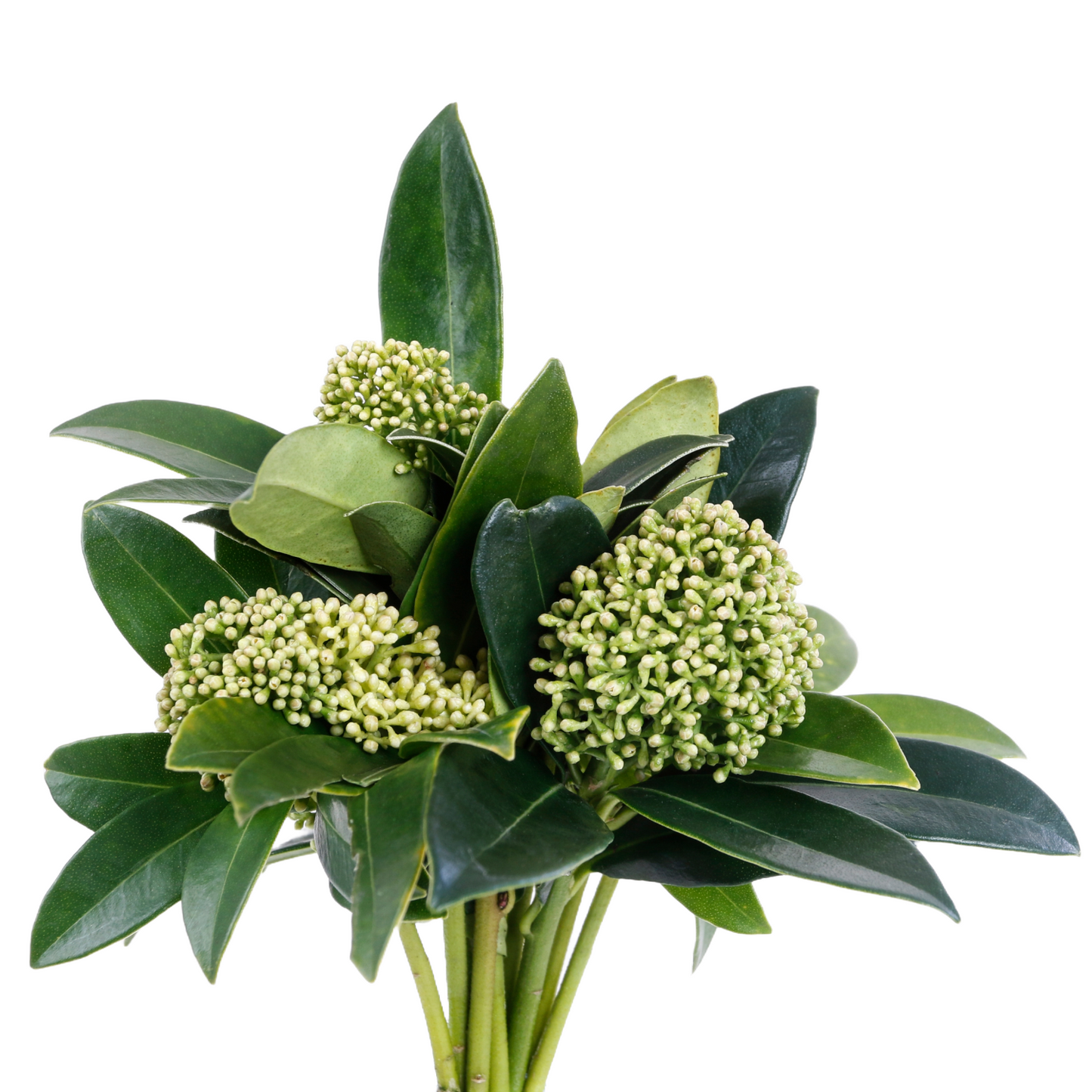 Skimmia Green Bunch Per Stem