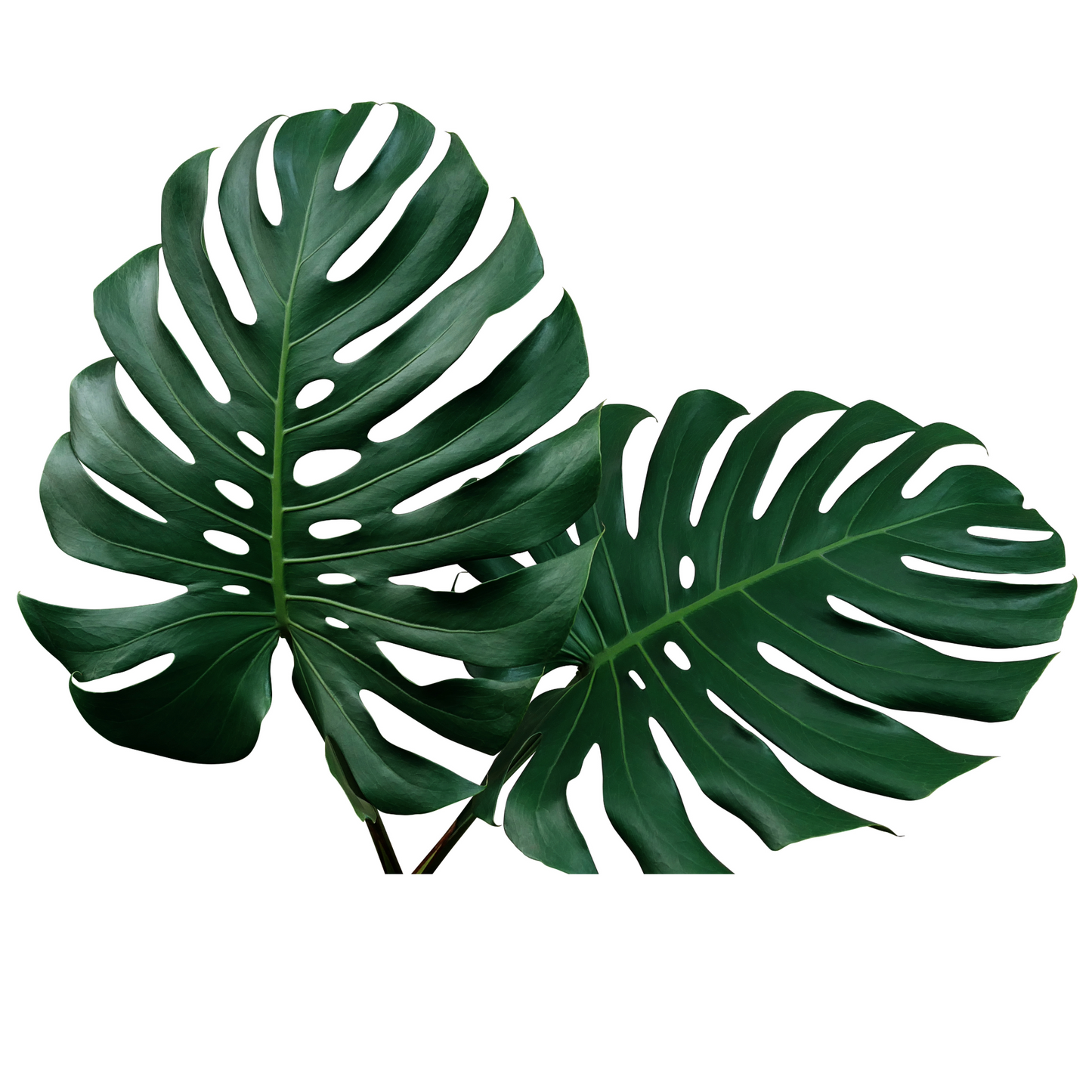 Monstera Big Leaf Per Stem