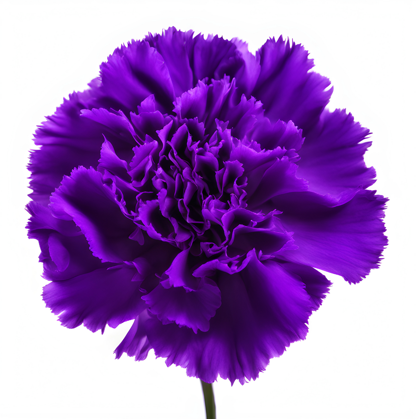 Carnation Vip Painted Indigo Per Stem