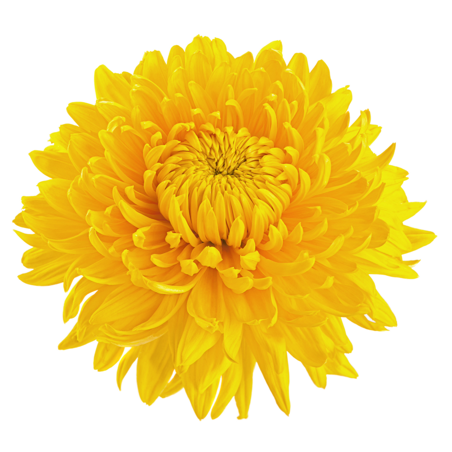 Chrysanthemum Yellow Single Big Head Per Stem