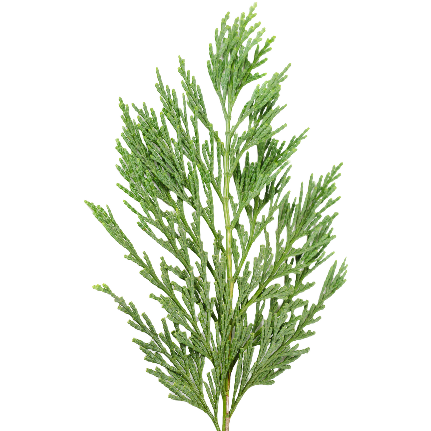 Cypress Leaves Per Stem