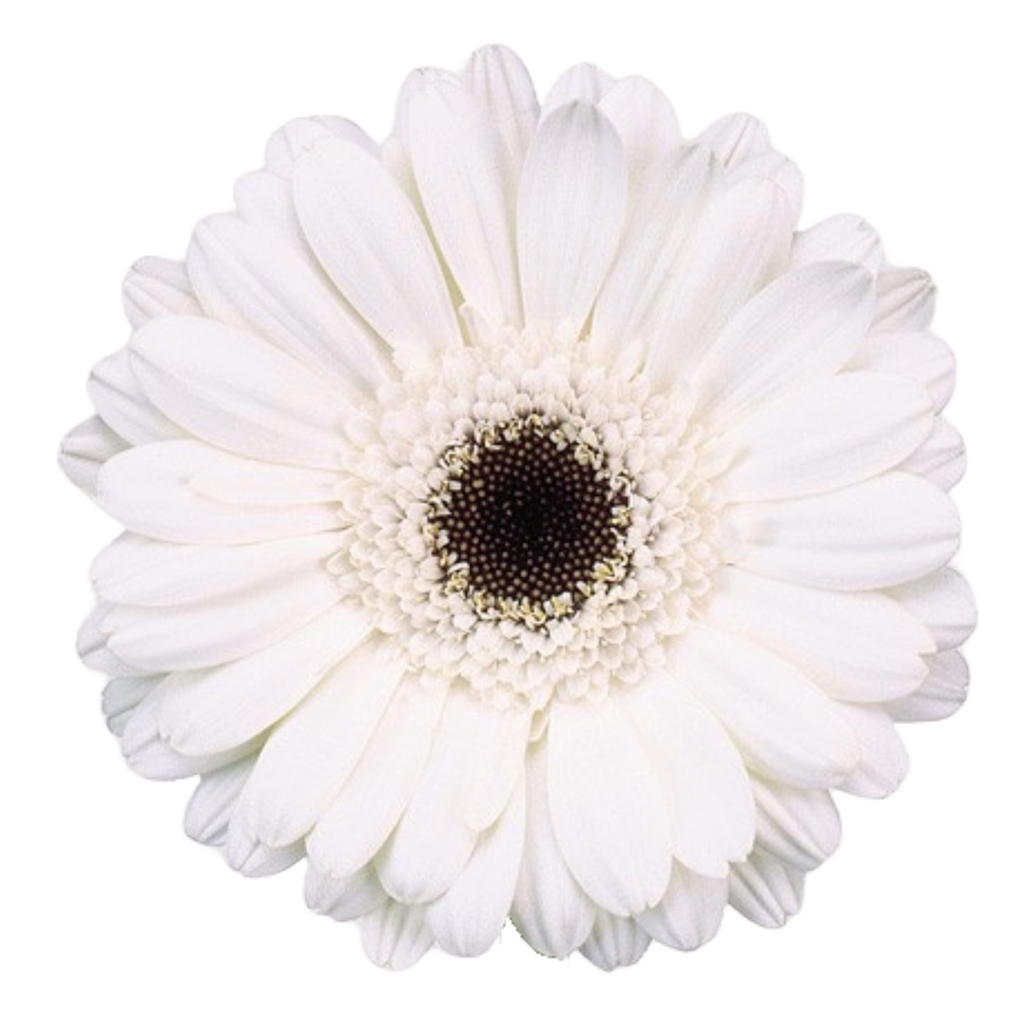 Gerbera Mini Husky Per Stem