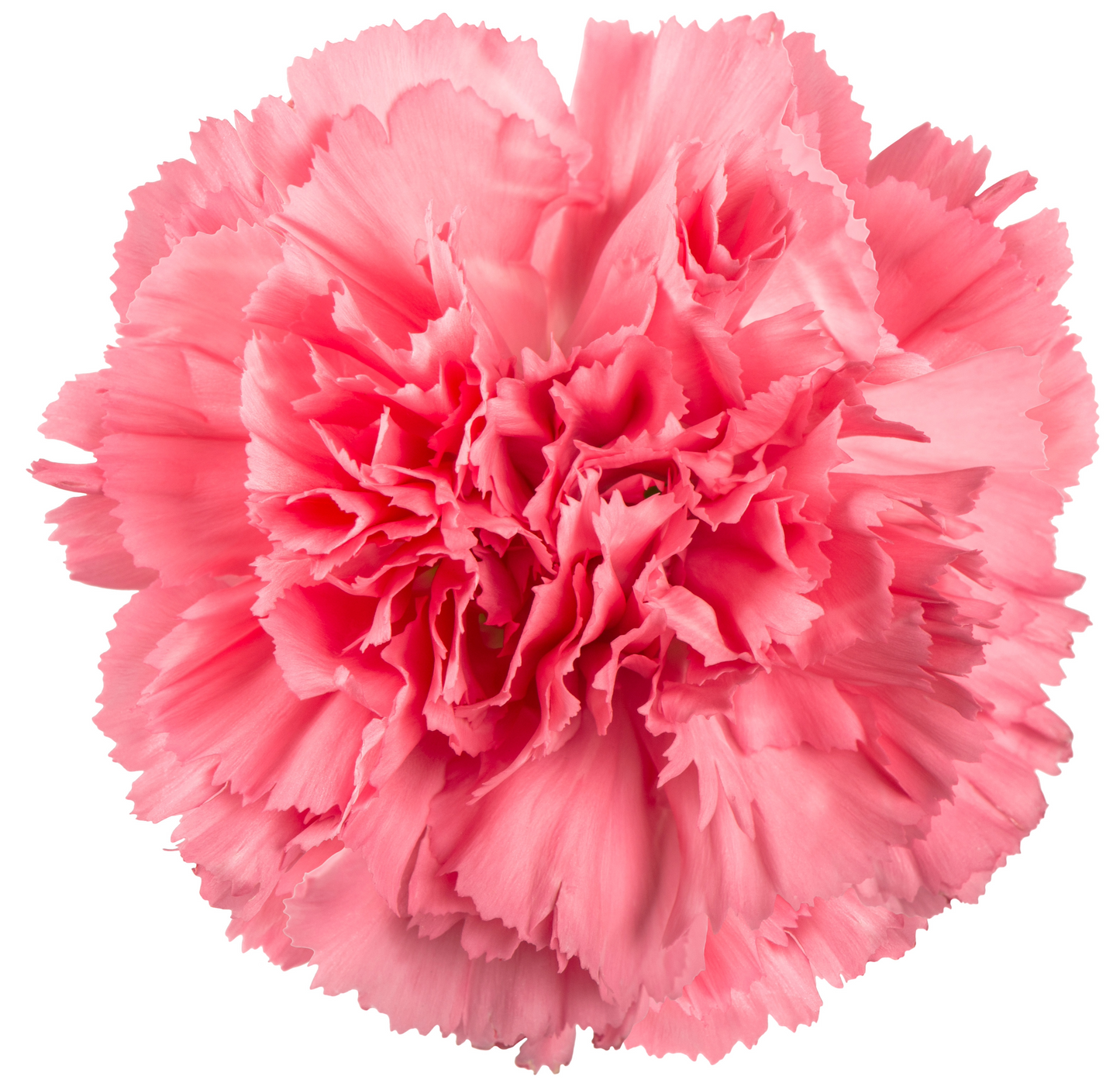 Carnation Pink Per Stem