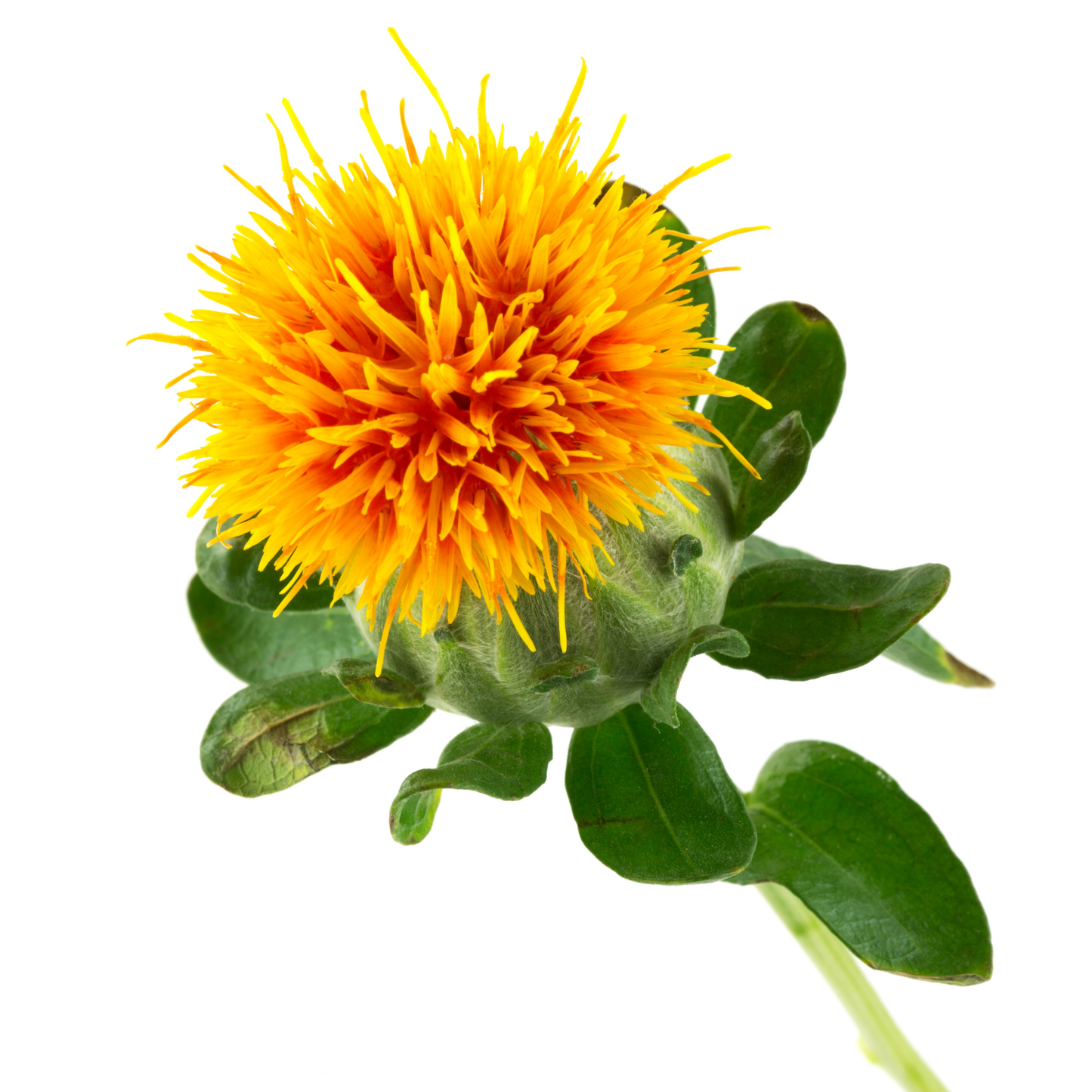 Safflower Carthamus Per Stem