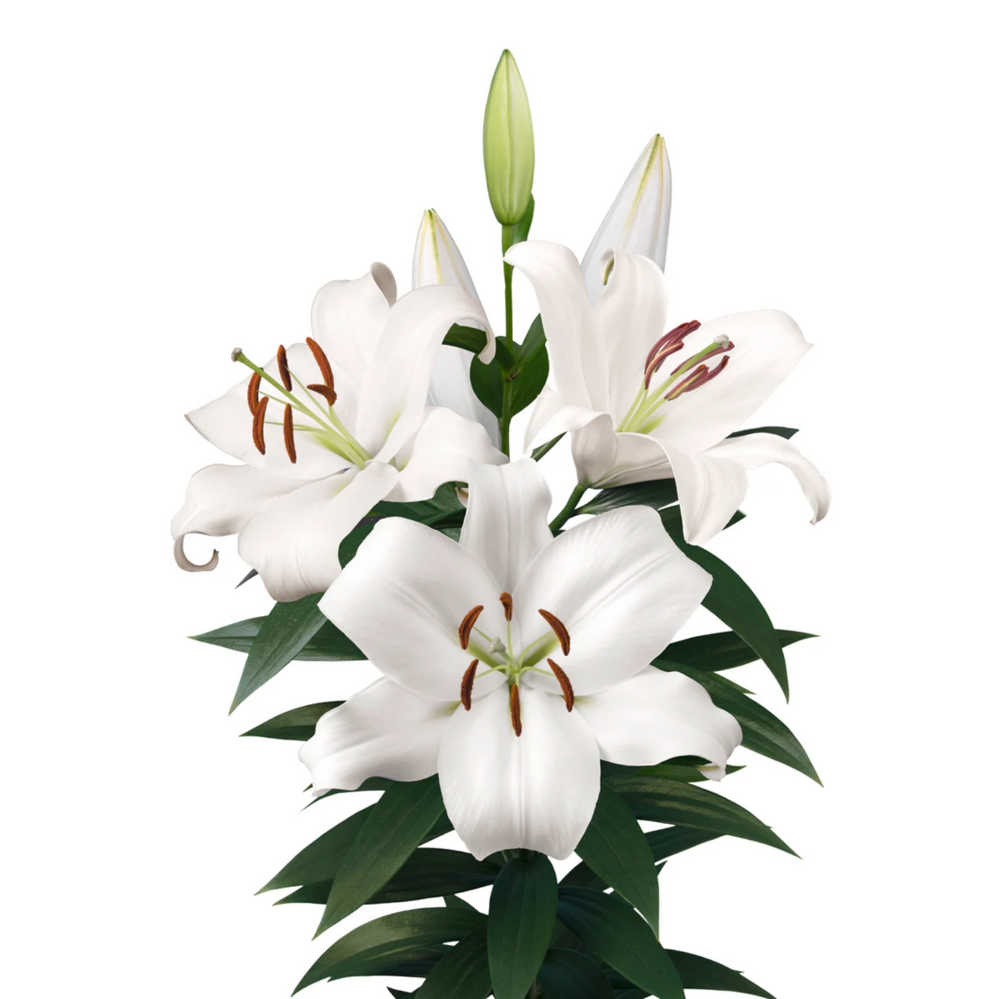 Lily White Per Stem