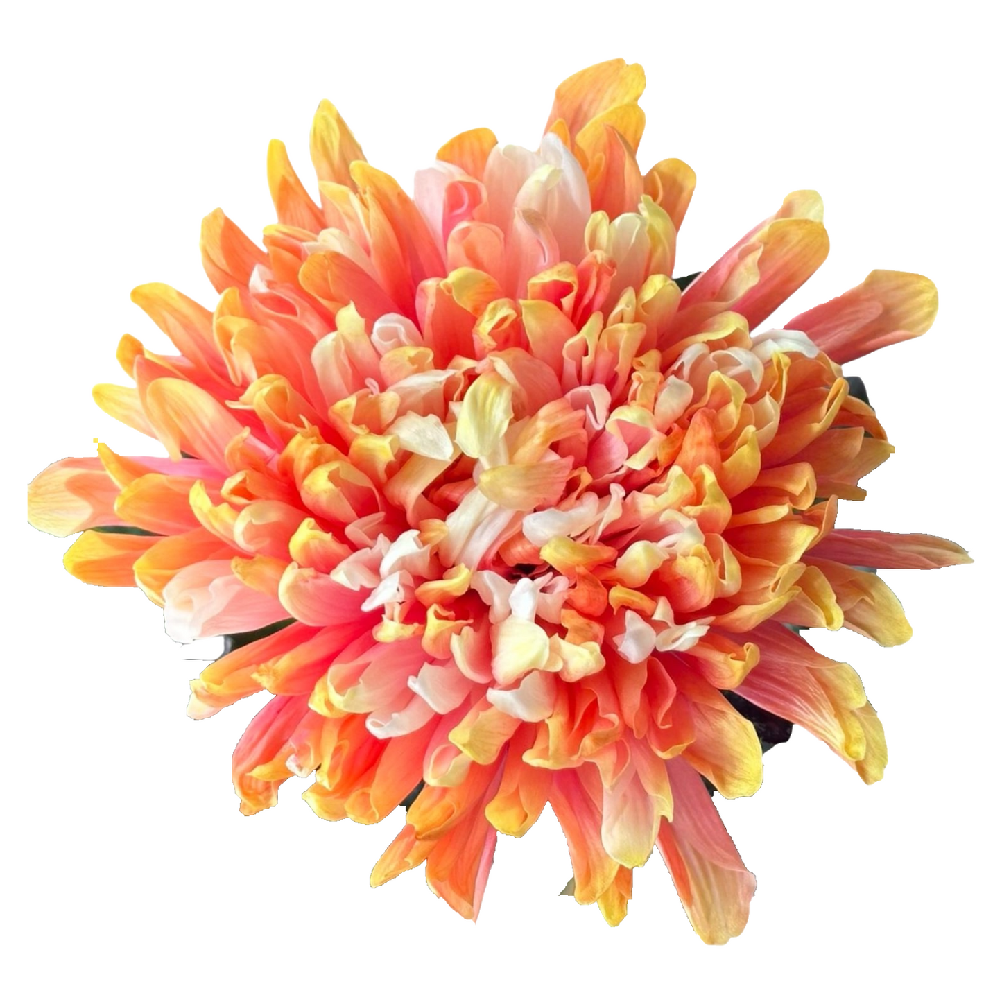 Chrysanthemum Single Painted Antonov Sunset Per Stem