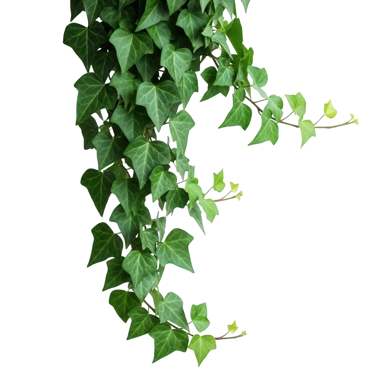 Ivy Leaves Green Per Bunch
