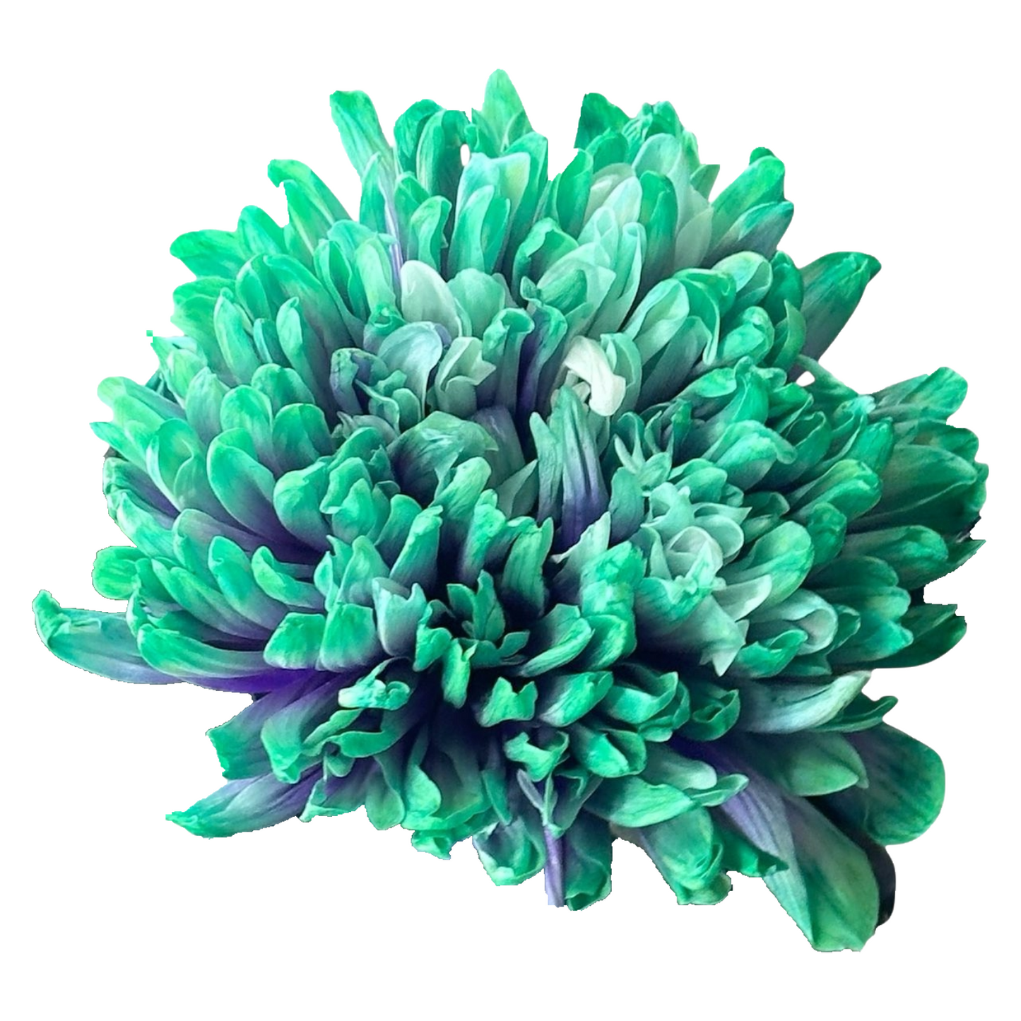 Chrysanthemum Single Painted Antonov Ibiza Per Stem