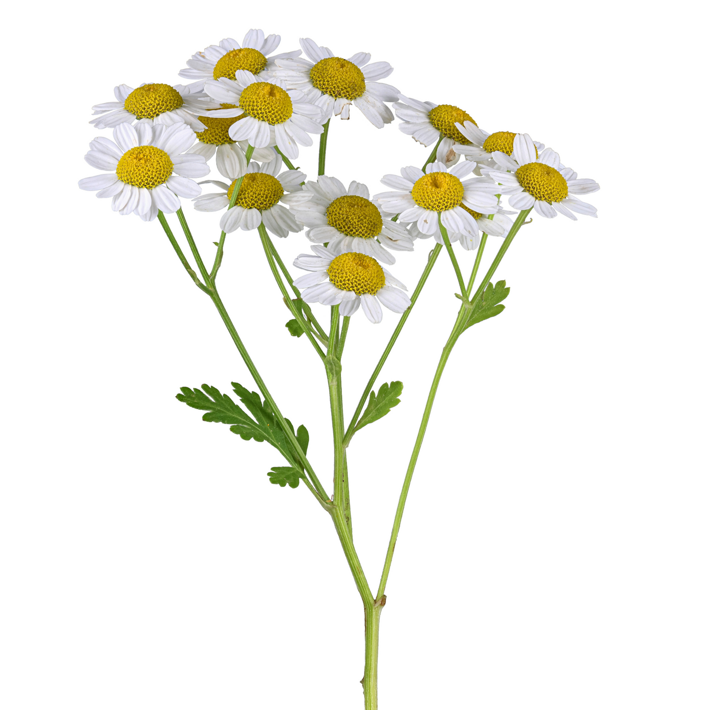 Tanacetum Per Stem