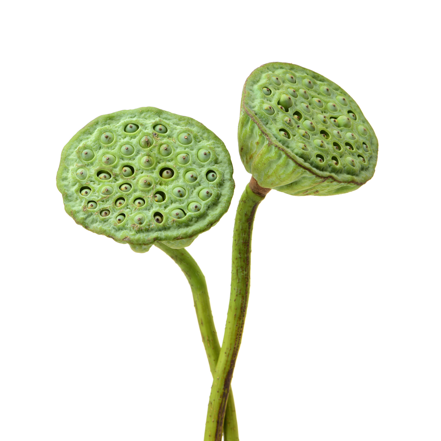 Lotus Pods Per Stem