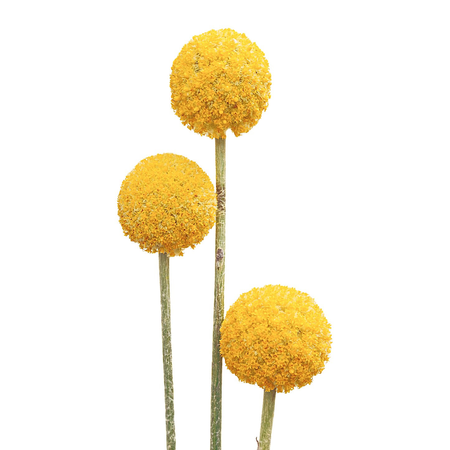 Craspedia Globosa Per Stem