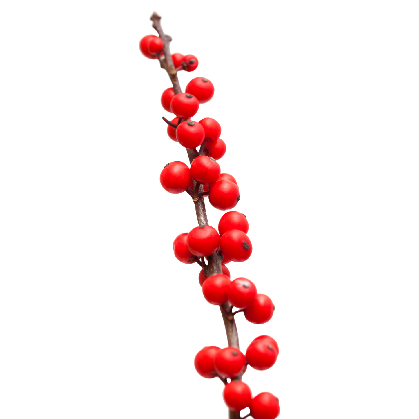 Ilex Verticillata Winterberry Per Stem