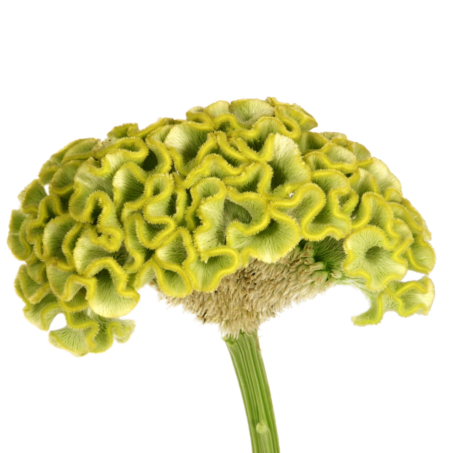Celosia Green Per Stem