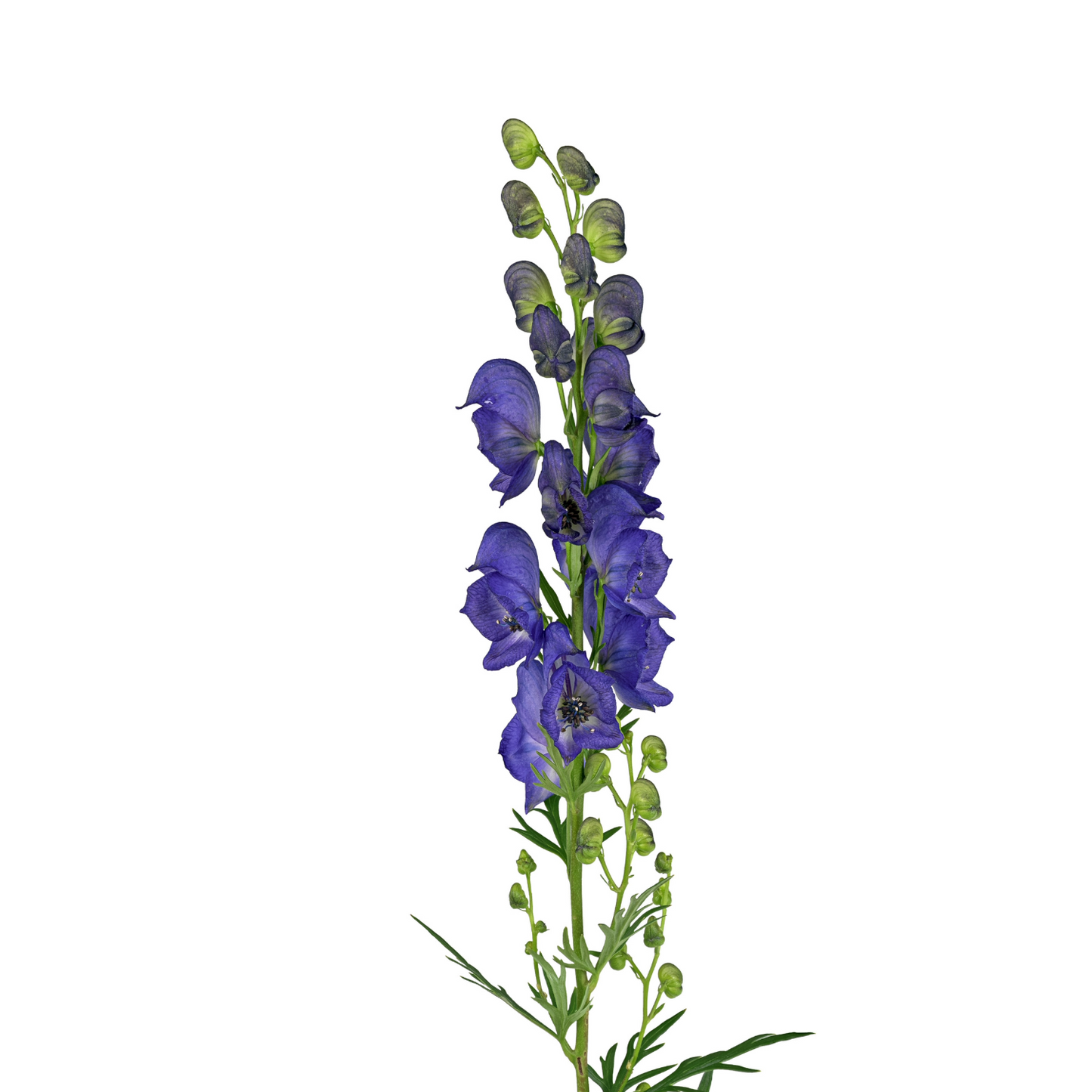 Aconitum Wolfsbane Per Stem