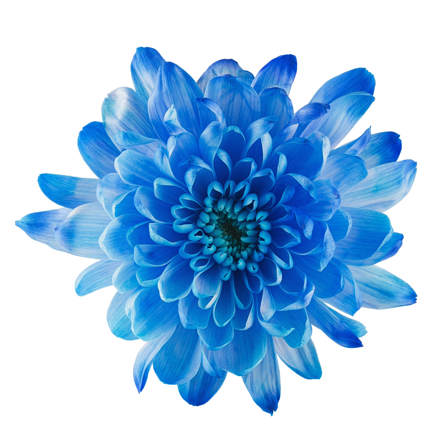 Chrysanthemum Single Vip Blue Big Head Per Stem