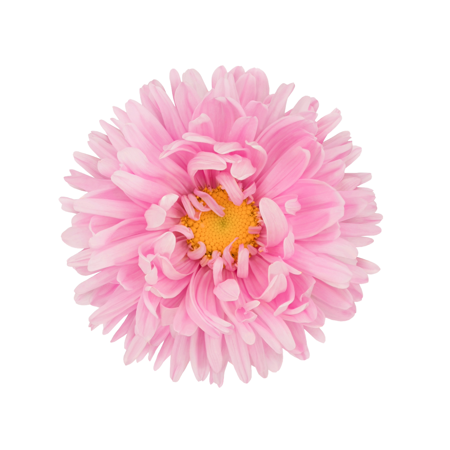 Callistephus Light Pink Per Stem