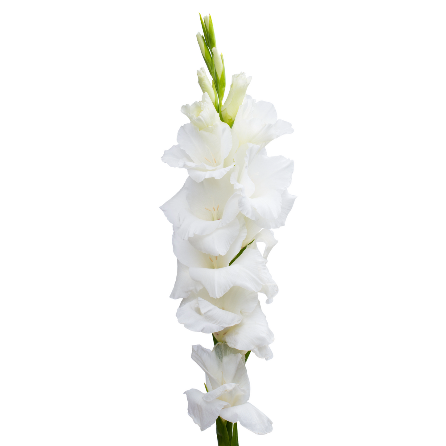 Gladiolus White Per Stem