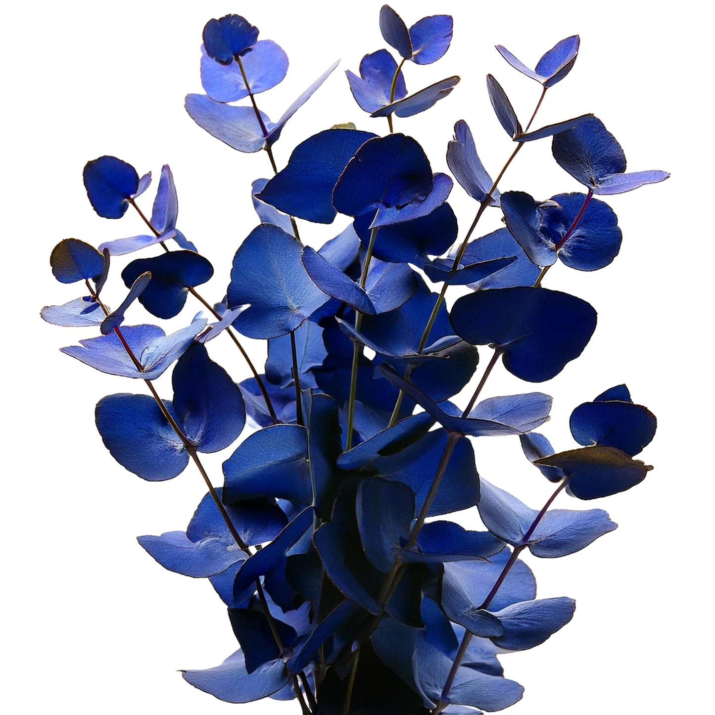 Eucalyptus Cinerea Dyed Blue Per Stem