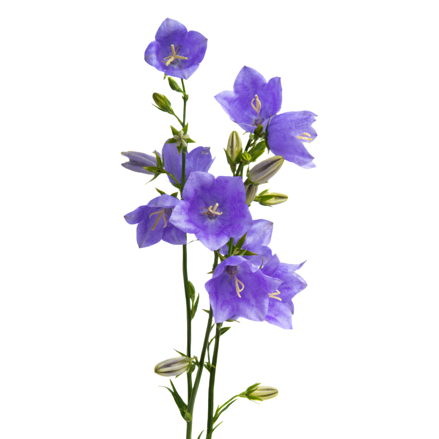 Campanula Lavender Per Stem