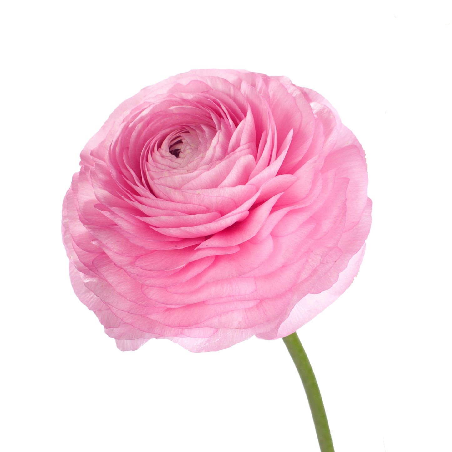 Ranunculus Aazur Light Pink Per Stem