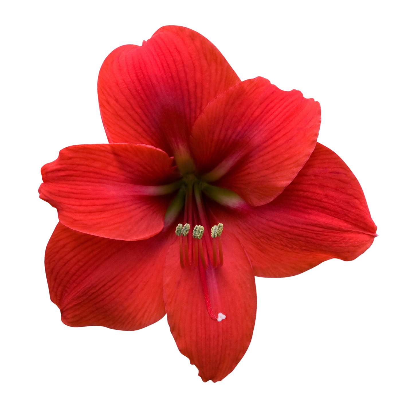 Amaryllis Ferrari Per Stem
