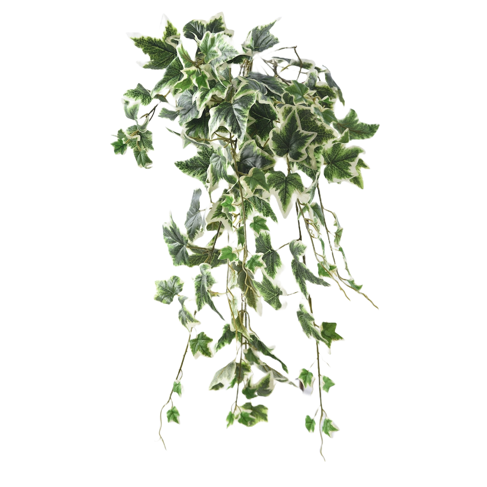Hedera Twig Variegated Ivy Leaves Per Bunch