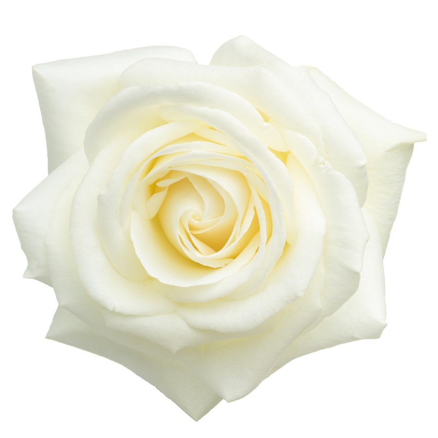 Rose White Per Stem